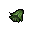  carniphila seeds